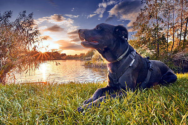 Schwarzer Mischlingsrüde vorm Sonnenuntergang am herbstlichen Waldsee.