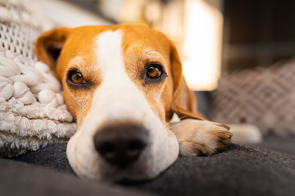 Adult male beagle dog resting in garden furniture. Shallow depth of field.