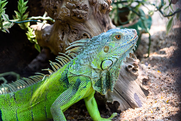 Close up male Green iguana (Iguana iguana)