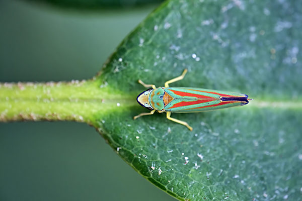 Rhododendronzikade ( Graphocephala fennahi , Syn.: Graphocephala coccinea ).