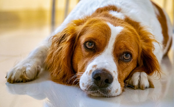 Brittany Spaniel dog lying down on cold floor
