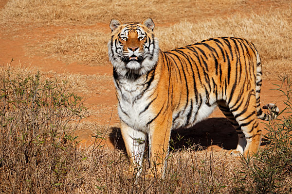 Alert Bengal tiger (Panthera tigris bengalensis) in early morning light