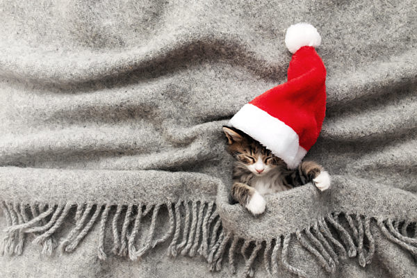 Christmas kitten in red Santa hat sleep with eyes closed, covered with blanket