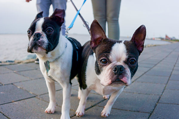 Französische Bulldogge