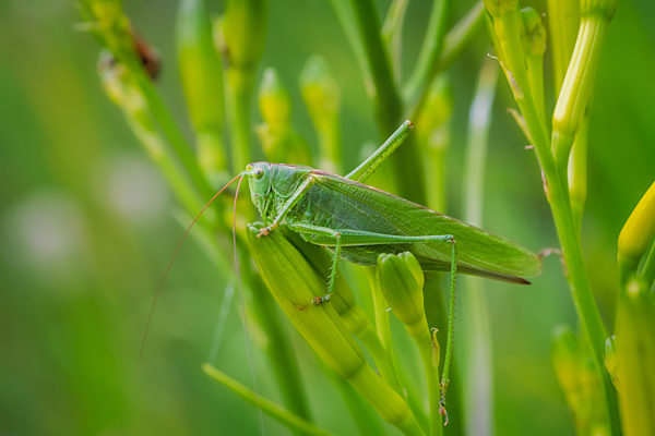 Green grasshopper hiding in a green plant