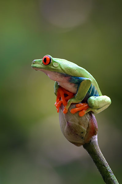 Red eyed tree frog sitting on lotus flower