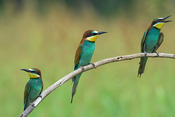 Three Bee-eaters on a branch