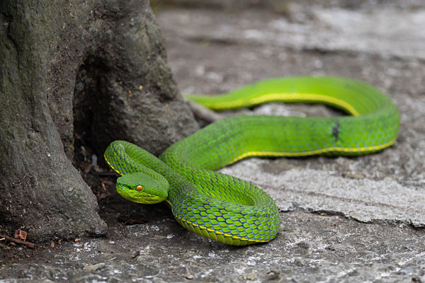 Green tree pit viper