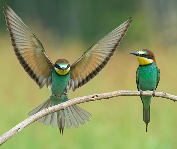 Bee-eater spreading wings