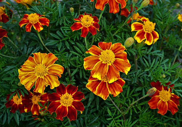 Tagetes, Aufrechte Studentenblume, tagetes erecta, marigold