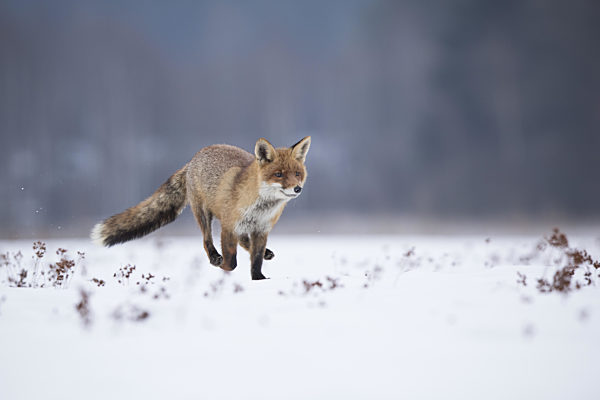 Rotfuchs,Vulpes vulpes, red fox