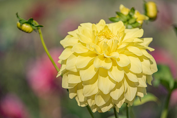 Gelbe Ball Dahlie