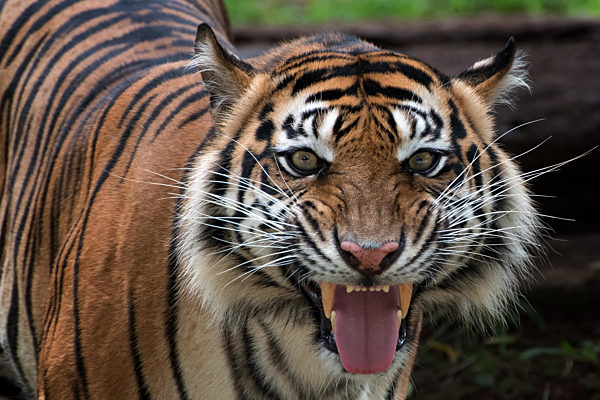 A tiger with weird looking face