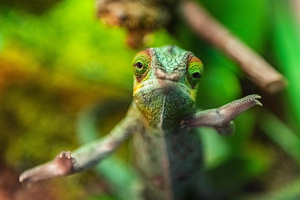 Panther Chameleon