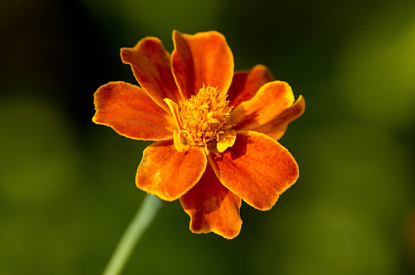 French Marigold
