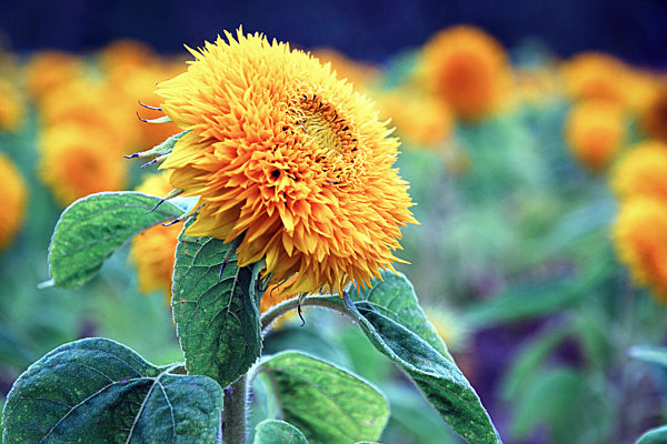 Ornate sunflowers blooming in the garden