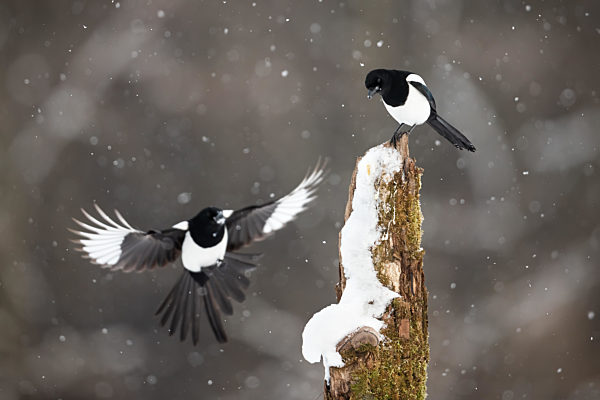 Two eurasian magpies landing on stump during snowstorm