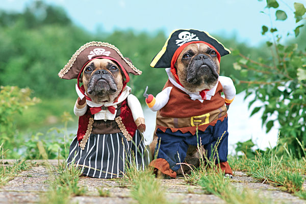 Französische Bulldoggen Hunde mit Piraten halloween Kostüm