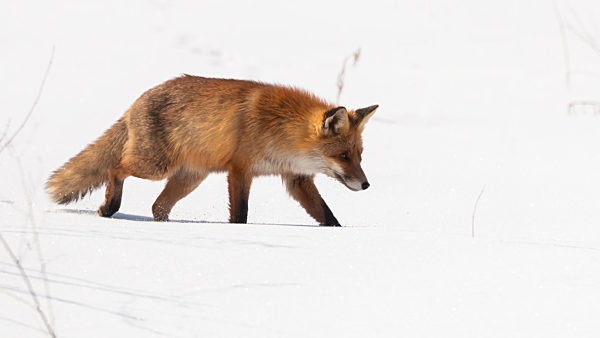 Bushy red fox walking on snow in wintertime nature