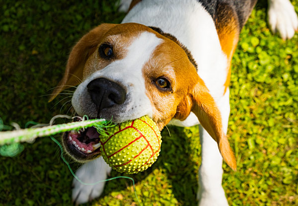 Beagle dog outdoors portraitof tricolor breed
