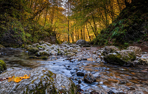 An idyllic mountain stream in forest in fall colors with rocks and fallen leaves in the foreground