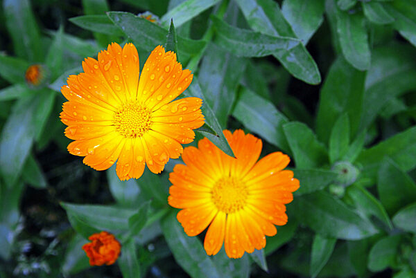 Marigold flowers, Calendula officinalis in water drops