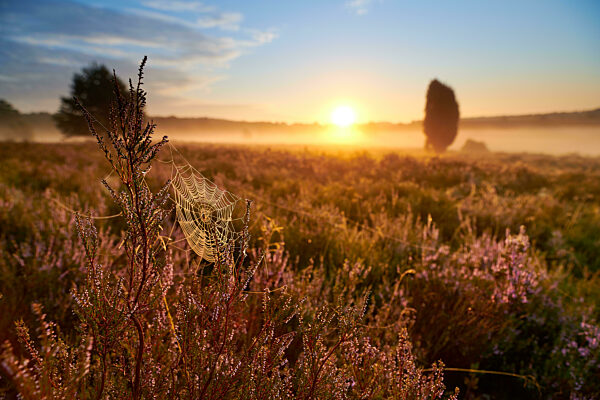 Lueneburger Heide bei Sonnenaufgang