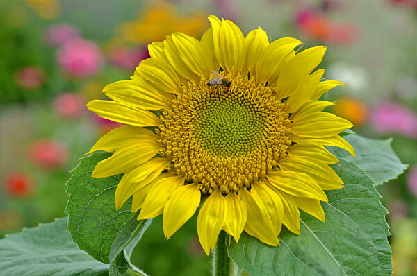 Sonnenblume; Helianthus annuus; sunflower;