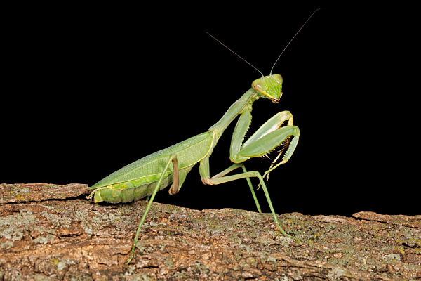 Common green mantis (Sphodromantis gastrica) on a branch