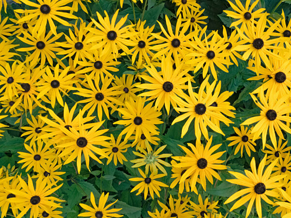 Nahaufnahme vieler gelber Blüten von Rudbeckien