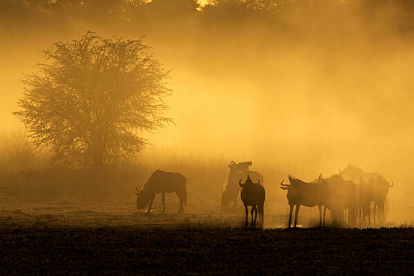 A blue wildebeest herd (Connochaetes taurinus) in dust at sunrise