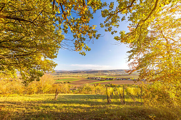 View through autumnal tree branches onto scenic valley and vineyard at sunset in Southern Germany