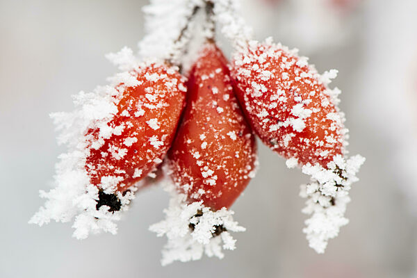 Rote Beeren im Frost im Winter