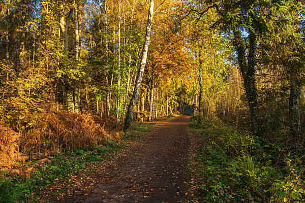 Bäume mit herbstlich gefärbte Blätter auf dem Fischland-Darß