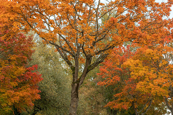 Colorful trees in autumn with red and orange leaves.