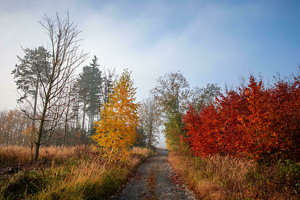 fall autumn season with beautiful colored tree