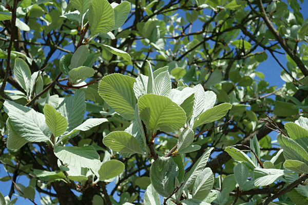 Sorbus aria Magnifica, Echte Mehlbeere, Whitebeam