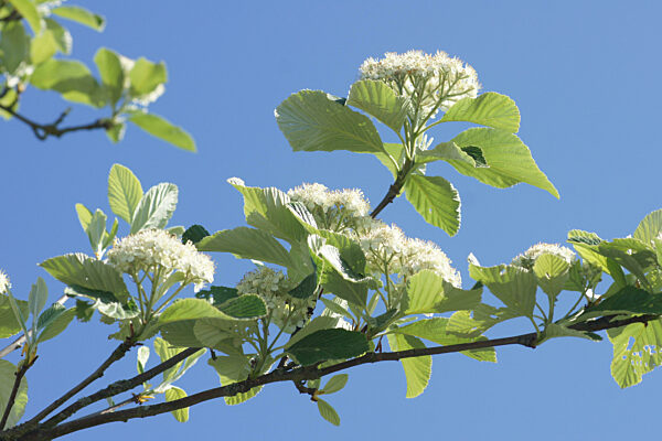 Sorbus aria Magnifica, Echte Mehlbeere, Whitebeam