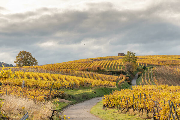 Vineyard with yellow leaves in autumn.