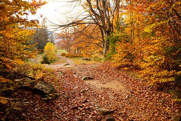 The countryside landscape of autumn forest in the mountains