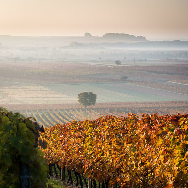 Beautifull autumn vineyards in foggy morning