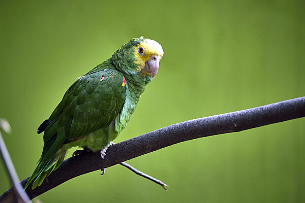 Gelbscheitelamazone ( Amazona ochrocephala ).