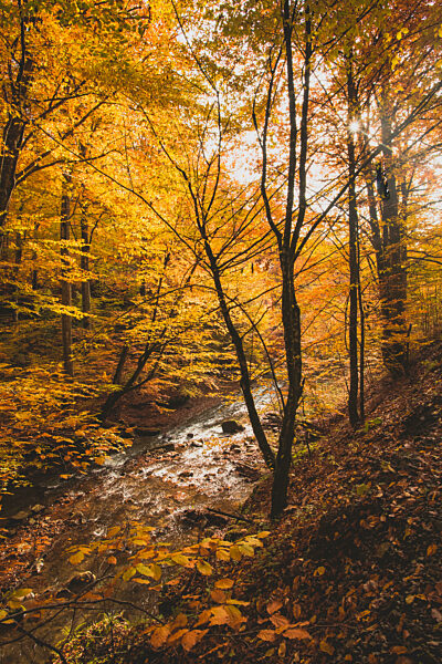 The small mountain stream in the autumn forest