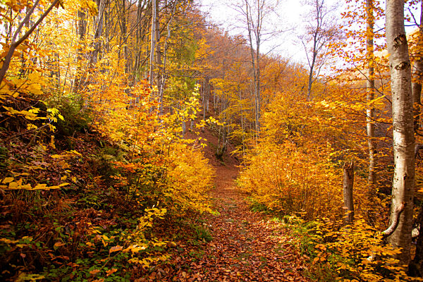 The bright sun rises over the hill in the autumn forest