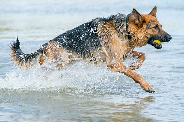Young happy German Shepherd, jumps into the water with big splash. The dog splashes and happily jumps into the lake. Yellow tennis ball in its mouth