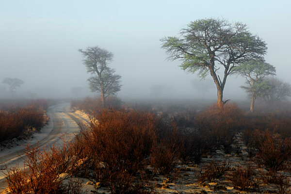 Scenic landscape with trees in mist