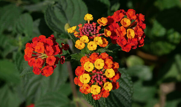 Lantana camara in yellow and orange with dark green foliage