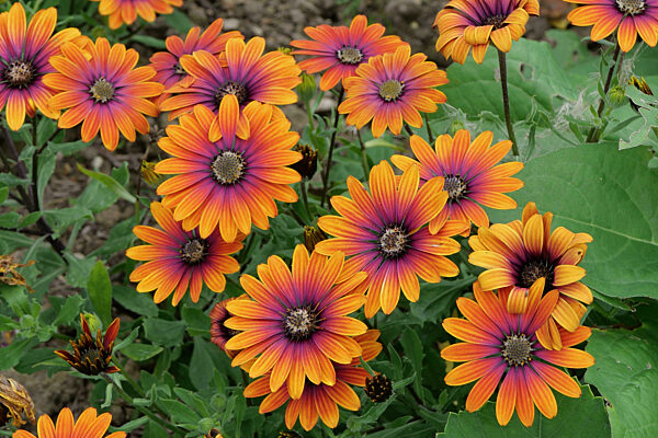 Full frame of osteospermum or African daisy in orange and purple with foliage