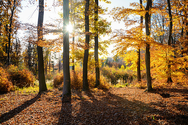 Autumnal Park. Autumn Trees and Leaves. Fall