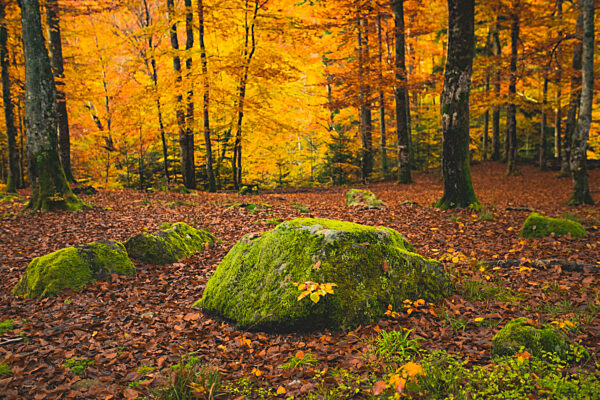 The beautiful landscape in the autumn forest